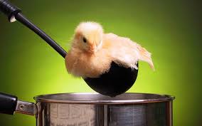 chick-in-ladle